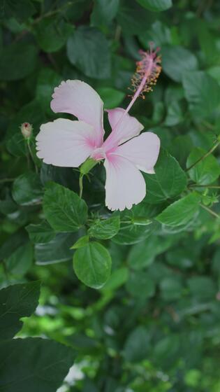 Summer Flower Stock Video Footage for Free Download