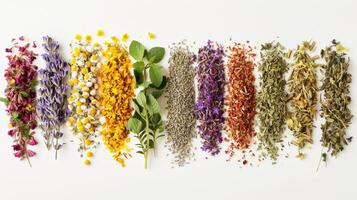 AI generated Various medicinal plants individually against a clean white background, background image, generative AI photo