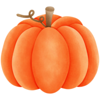 Pumpkin fruit isolated on transparent background png