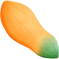 Papaya fruit isolated on transparent background png