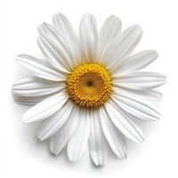 AI generated one daisy flower isolated on white background photo