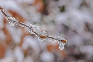 imagen de un árbol brote cubierto en hielo en luz de sol foto