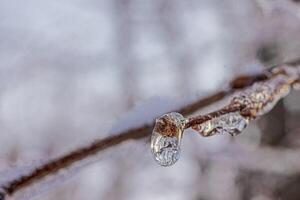 Image of a tree bud covered in ice in sunlight photo