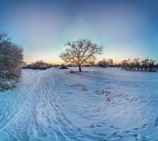 Picture of a snow-covered path in a wintry forest in the evening photo