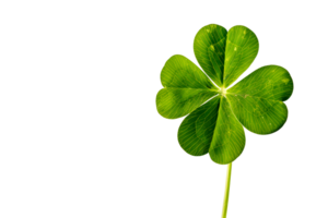 AI generated Clover leaf isolated on transparent Background png