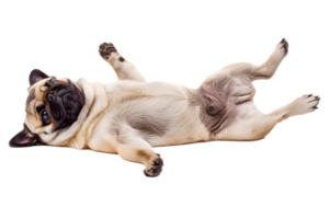AI generated Cute pug dog lying down PNG
