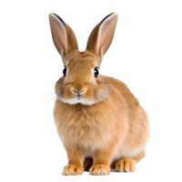 AI generated Front view cute brown rabbit isolated on transparent background png