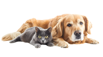 ai gerado dourado retriever e gato deitado juntos png