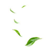 grön flytande löv flygande löv grön blad dans på transparent bakgrund png fil
