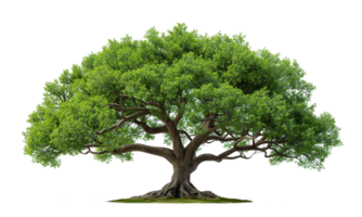 ai generado grande verde árbol aislar en transparente antecedentes png archivo