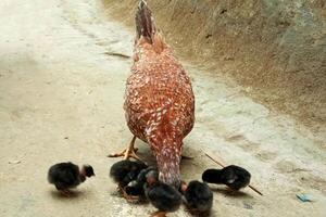 Mother hen feeding cute chicks photo