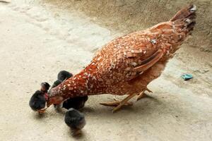 Mother hen feeding cute chicks photo