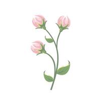 rosado peonía flor brotes icono vector