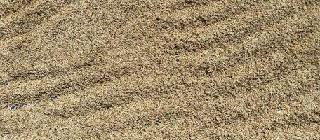 arrozal arroz grano el secado en un amplio campo foto