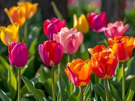 ai generado belleza tulipán flor vibrante vistoso flora ai generativo foto