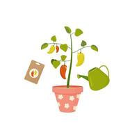 Watering and growing tomato peppers in a pot on the balcony. Home growing concept in cartoon style vector