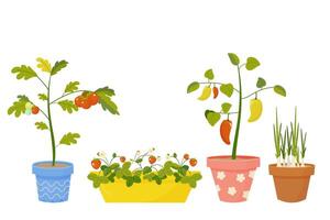 jardinería en el balcón. tomate, fresa pimienta y cebolla en maceta. vector ilustración en blanco antecedentes