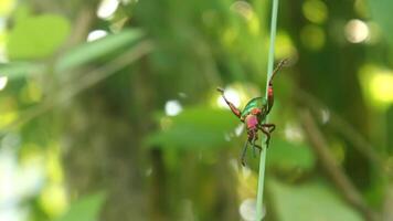 Insect Chrysochroa fulminans resting on a leaf in the morning. video