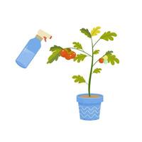 Watering and growing tomato peppers in a pot on the balcony. Home growing concept in cartoon style vector