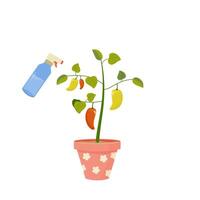 Watering and growing tomato peppers in a pot on the balcony. Home growing concept in cartoon style vector