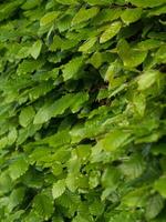 Green leaves on a bush texture photo