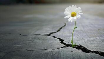 AI generated White daisy flower growing through crack in cement floor with copy space photo