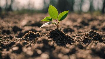 AI generated Close-up of a small green plant emerging from the soil, Earth Day and Environment concept, close-up of a small tree growing from the ground, Earth Day and Environment concept video