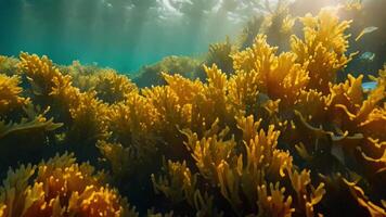 ai genererad en livlig under vattnet scen funktioner en vibrerande kelp skog med svängande tång, skapande en tät, färgrik marin miljö, en vibrerande under vattnet visa av en livliga kelp skog video