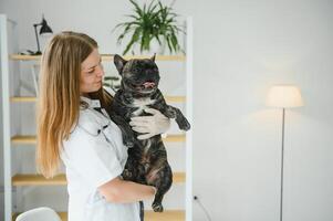 Veterinarian doctor with French bulldog at vet ambulance. photo