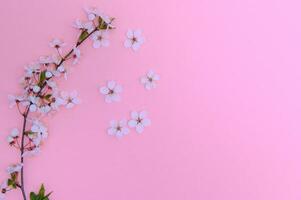 Apricot blossom spring background. Porizontal banner. photo