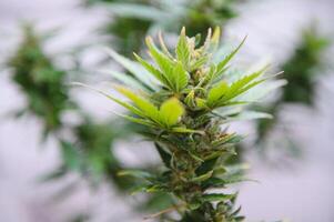 Background Canopy of Budding Indoor Marijuana Plants. photo