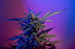 Flower bud of cannabis Satival in the greenhouse, marijuana flower bud background, herbal medicine photo