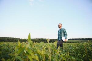 Farm worker controls development of soybean plants. Agronomist checking soya bean crops growing in the field photo