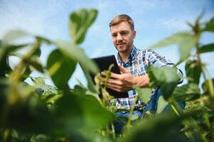 A farmer inspects a green soybean field. The concept of the harvest photo
