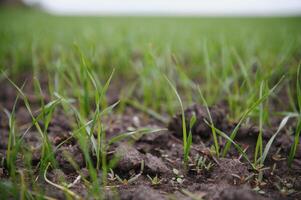 Sprouts of young barley or wheat that have just sprouted in the soil, dawn over a field with crops. photo