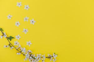 Cherry tree blossom. April floral nature and spring sakura blossom on colored background. Banner for 8 march, Happy Easter with place for text. Springtime concept. Top view. Flat lay photo