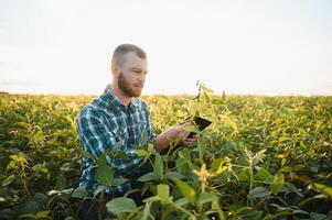 un granjero agrónomo inspecciona verde soja creciente en un campo. agricultura foto