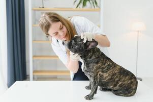 a veterinarian at the clinic examines a dog's teeth. French bulldog at the vet. photo