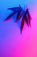 Cannabis leaf, Marijuana leaves isolated on colored background. photo