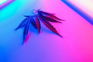 Cannabis leaf, Marijuana leaves isolated on colored background. photo