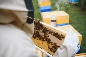 Beekeeper is working with bees and beehives on the apiary. Beekeeping concept photo