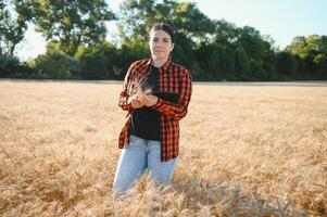 un mujer granjero examina el campo de cereales y envía datos a el nube desde el tableta. inteligente agricultura y digital agricultura foto