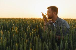 Closeup of the farmer checking the quality of the new crop at the wheat field. Agricultural worker holds the golden spikelets in his hands assessing their ripe stage. Harvesting concept photo