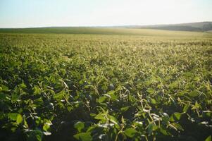 Soy field and soy plants in early morning light. Soy agriculture photo