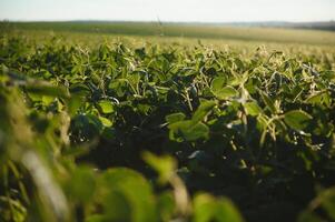 soja campo y soja plantas en temprano Mañana ligero. soja agricultura foto