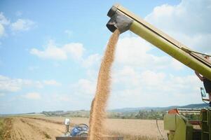 Harvester machine to harvest wheat field working. Combine harvester agriculture machine harvesting golden ripe wheat field. Agriculture. photo