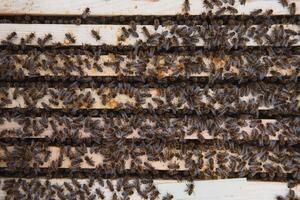 Close up view of the opened hive body showing the frames populated by honey bees photo