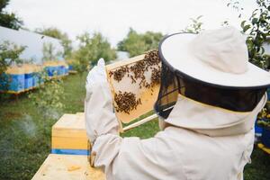 Beekeeper working collect honey. Beekeeping concept. photo