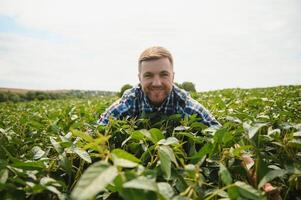 Agronomist inspecting soya bean crops growing in the farm field. Agriculture production concept. young agronomist examines soybean crop on field in summer. Farmer on soybean field. photo