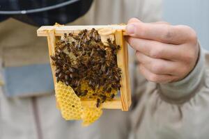 Beekeeper holding a small Nucleus with a young queen bee. Breeding of queen bees. Beeholes with honeycombs. Preparation for artificial insemination bees. Natural economy. Queen Bee Cages photo